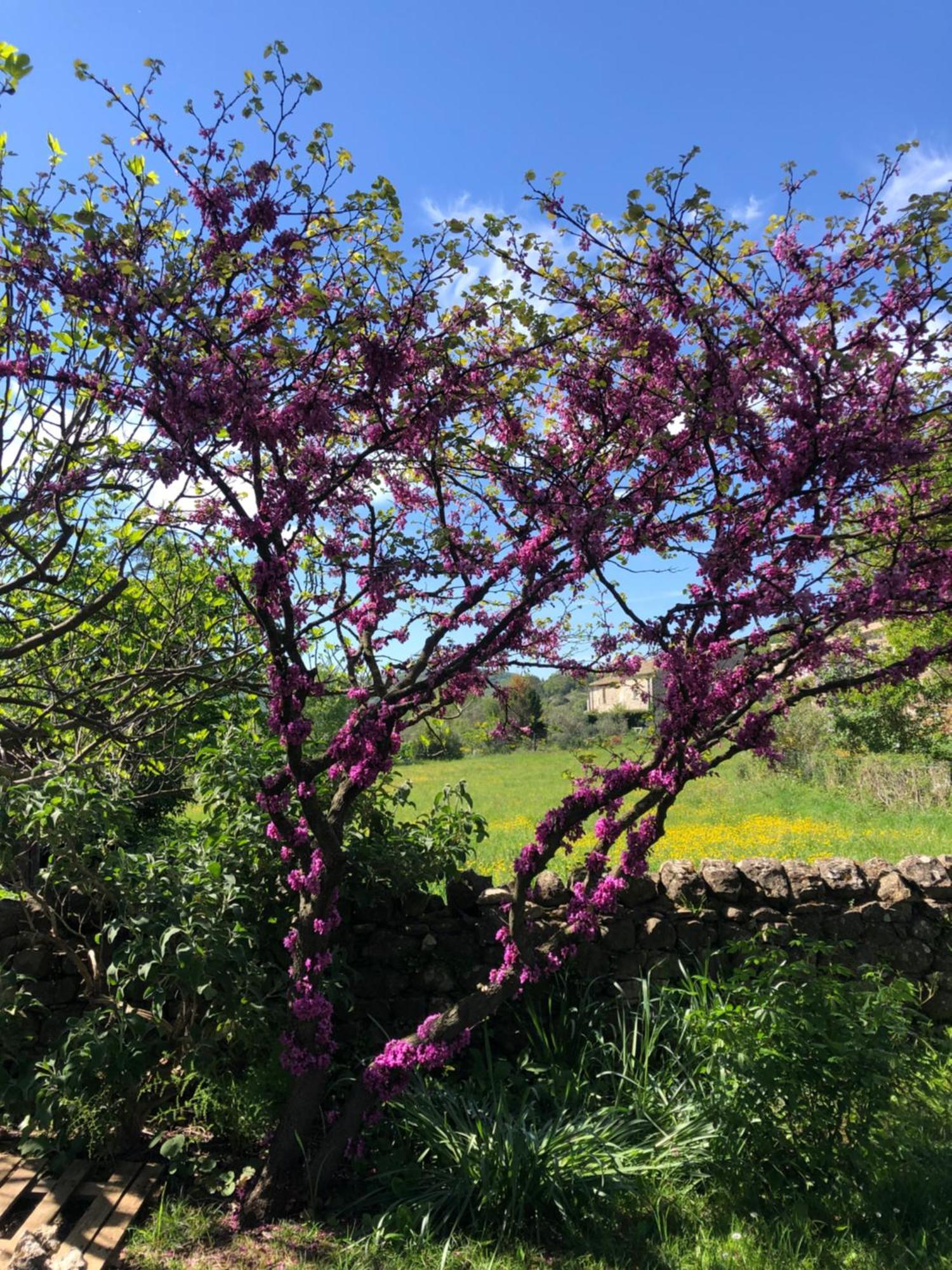 Gite Des Pins Saint-Maurice-dʼIbie 外观 照片
